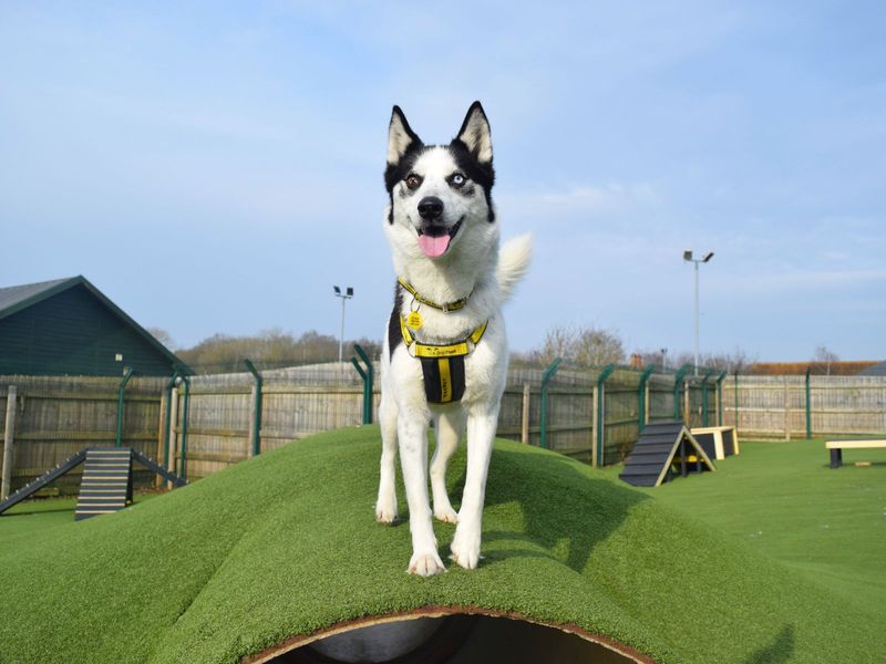 Courtney | Collie (Border) Cross | Harefield West London - 1