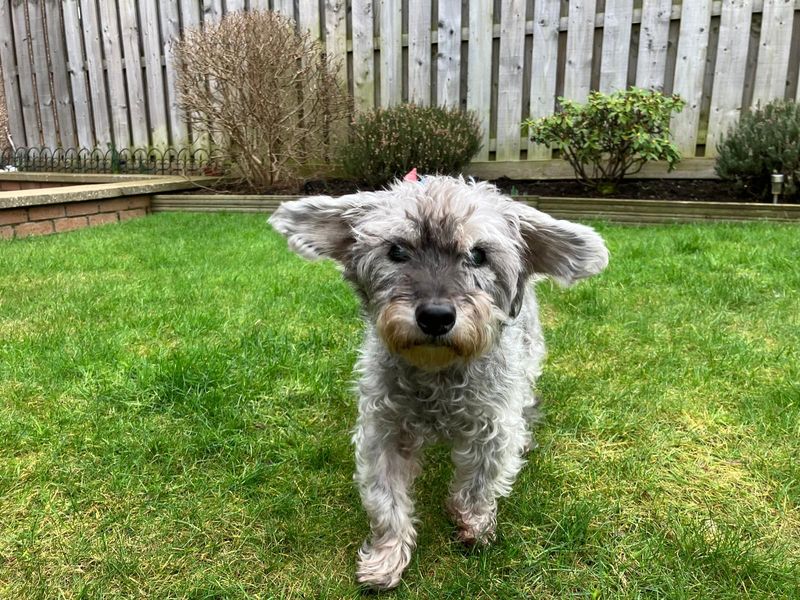 Yorkshire Terrier for adoption in West Calder, West Lothian – 14 years old - Image 2 of 3