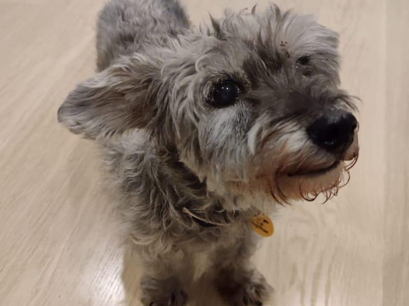 Yorkshire Terrier for adoption in West Calder, West Lothian – 14 years old - Image 3 of 3