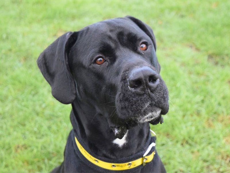 Great Dane for adoption in Uxbridge, London – 5 years old - Image 2 of 2