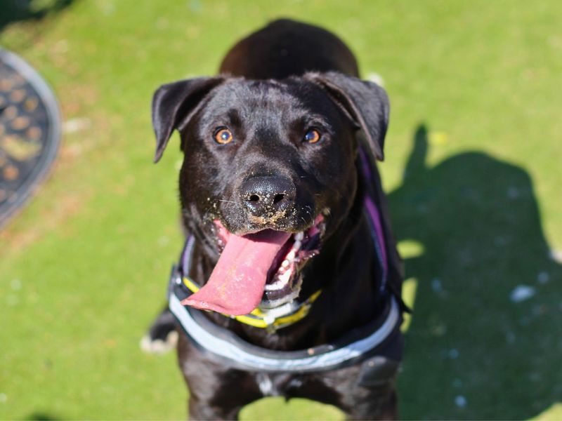 Arlo for sale in Manchester, Greater Manchester