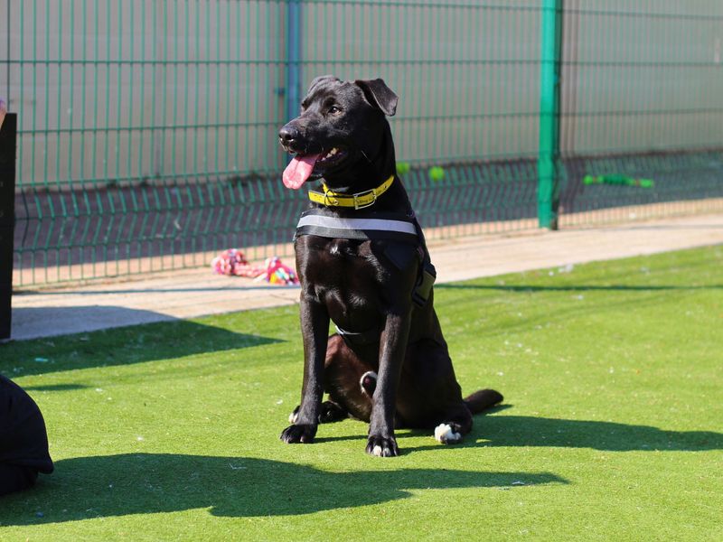 Arlo for sale in Manchester, Greater Manchester - Image 2