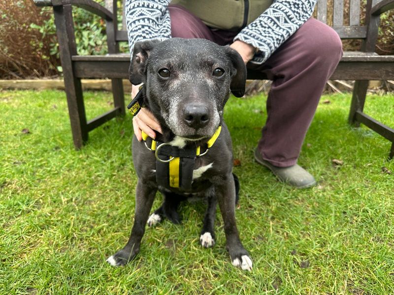 Mitzie for sale in Newbury, Berks | Image 2