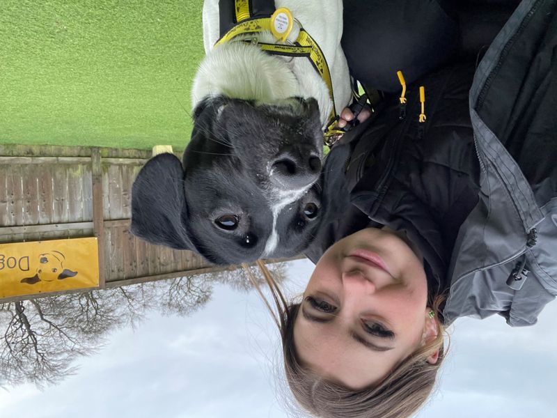 Jack Russell Terrier for adoption in West Calder, West Lothian – 2 years old - Image 3 of 4