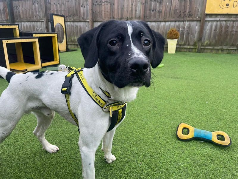 Jack Russell Terrier for adoption in West Calder, West Lothian – 2 years old - Image 4 of 4