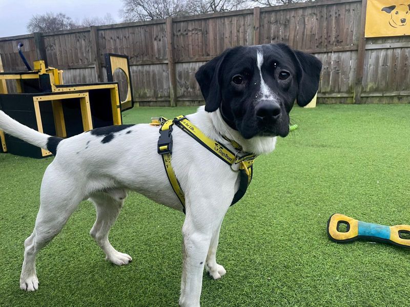 Jack Russell Terrier for adoption in West Calder, West Lothian – 2 years old - Image 2 of 4