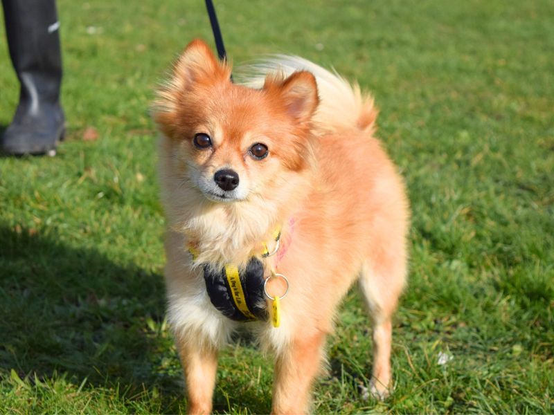 Pomeranian for adoption in Uxbridge, London – 5 years old - Image 2 of 3