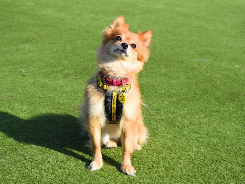 Pomeranian for adoption in Uxbridge, London – 5 years old - Image 3 of 3