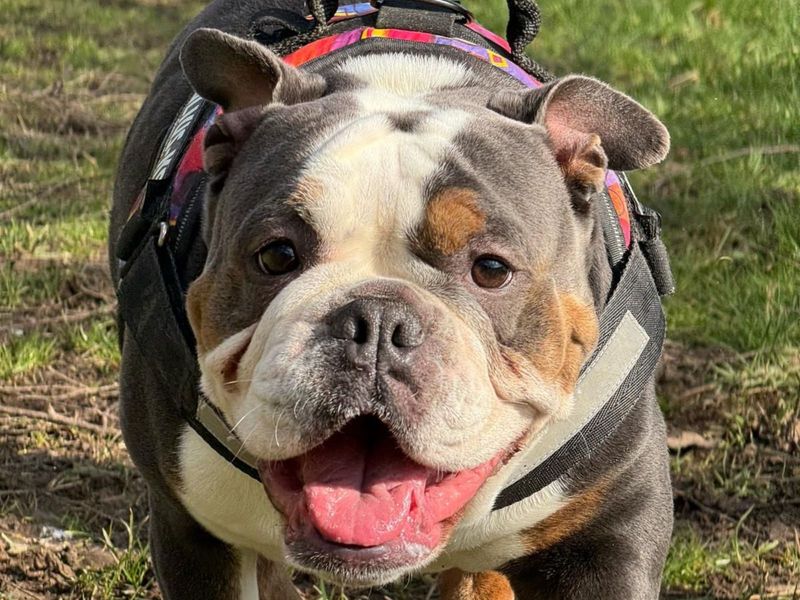 Layla for sale in Uxbridge, London
