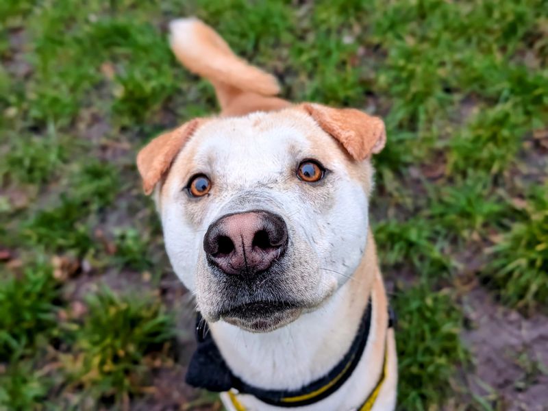 Vinny for sale in Cardiff, Glamorgan | Image 2