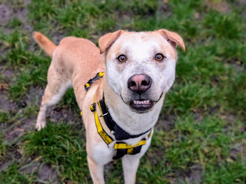 Vinny for sale in Cardiff, Glamorgan | Image 3