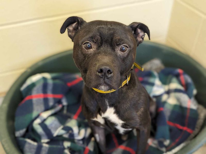 Staffordshire Bull Terrier for adoption in Wales, Somerset – 6 years old - Image 2 of 3