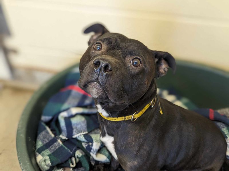 Staffordshire Bull Terrier for adoption in Wales, Somerset – 6 years old - Image 3 of 3
