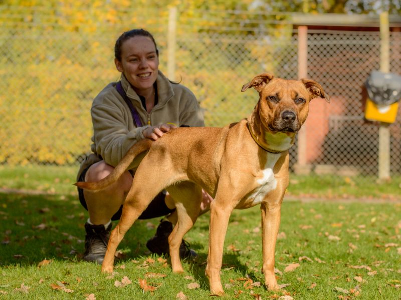 Staffordshire Bull Terrier for adoption in Kenilworth, Warks – 1 year old