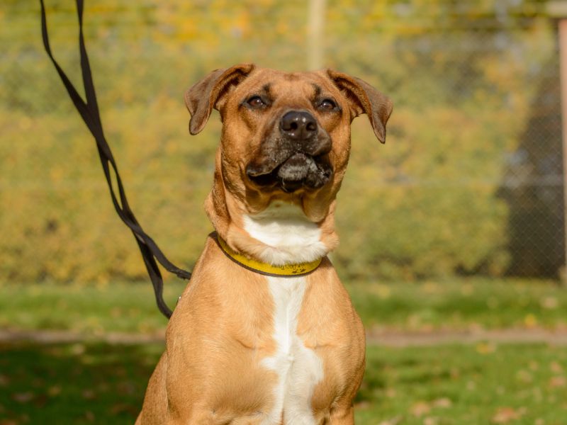 Staffordshire Bull Terrier for adoption in Kenilworth, Warks – 1 year old - Image 4 of 4