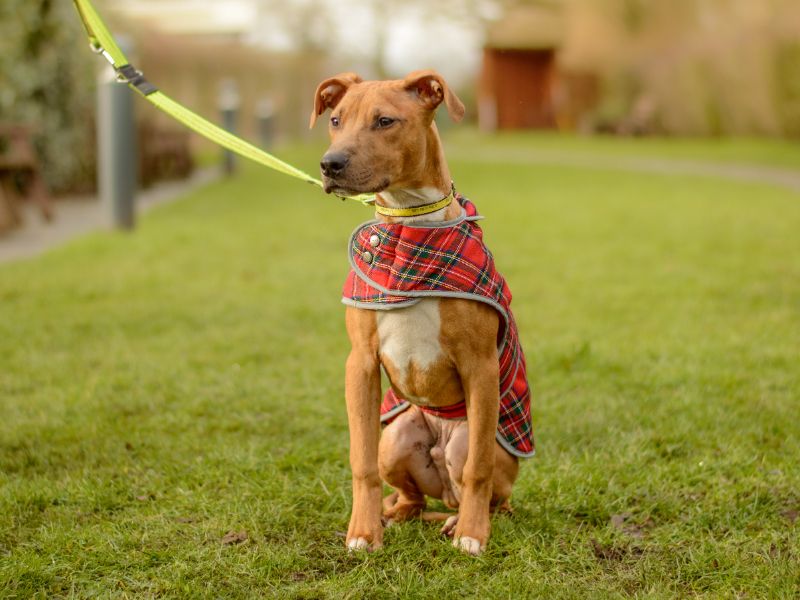 Twix for sale in Kenilworth, Warks - Image 2
