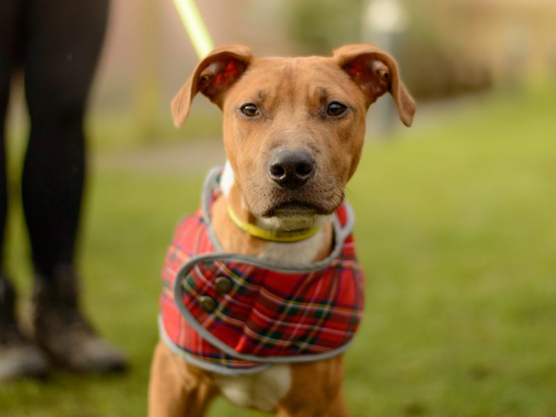 Twix for sale in Kenilworth, Warks - Image 3