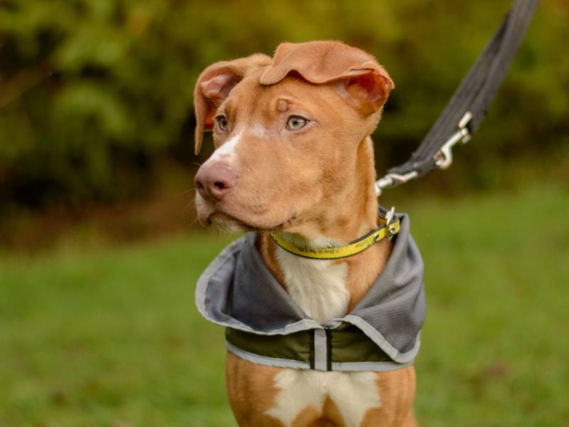 Staffordshire Bull Terrier for adoption in Kenilworth, Warks – 10 months old