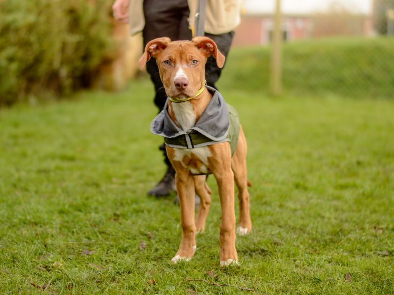 Staffordshire Bull Terrier for adoption in Kenilworth, Warks – 10 months old - Image 2 of 2