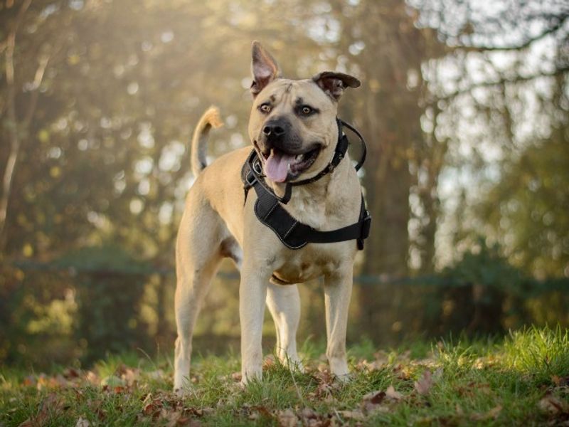 Malteser | Terrier (Staffordshire Bull) | Kenilworth (West Midlands) - 1