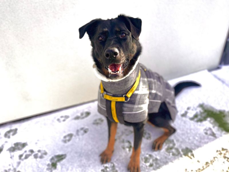 Pax | German Shepherd Dog Cross | Snetterton (Norfolk) - 1