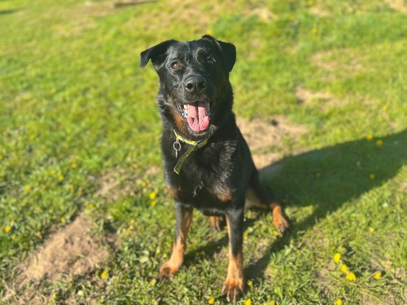 Pax | German Shepherd Dog Cross | Snetterton (Norfolk) - 1