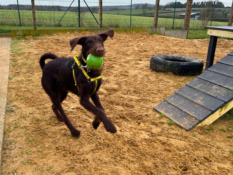 Poodle for adoption in Newton Tony, Wiltshire – 1 year old - Image 3 of 5