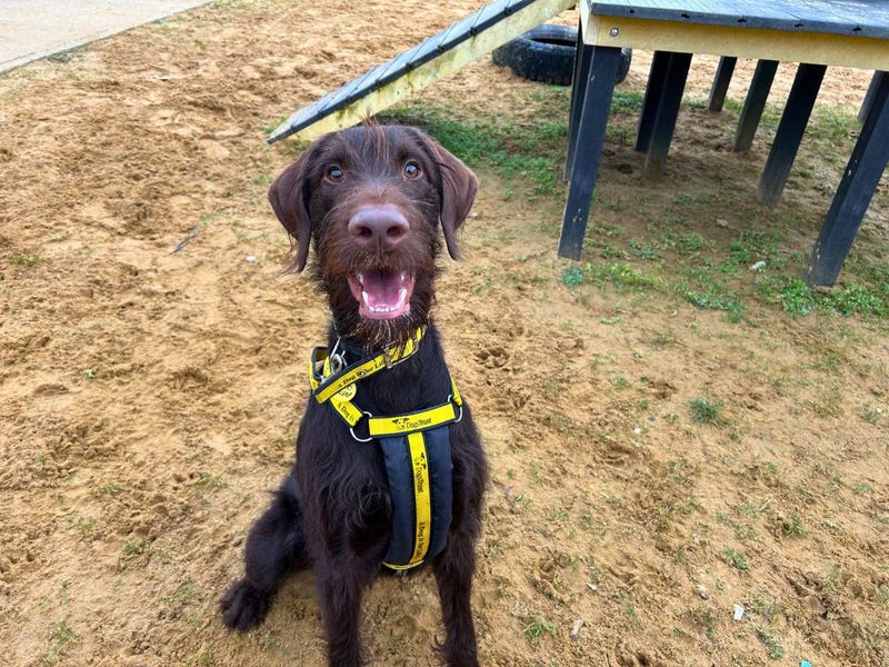 Poodle for adoption in Newton Tony, Wiltshire – 1 year old - Image 4 of 5