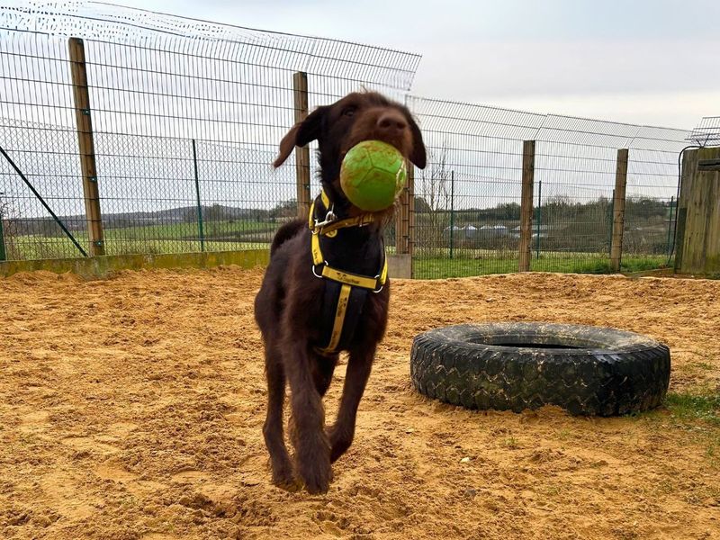 Poodle for adoption in Newton Tony, Wiltshire – 1 year old - Image 2 of 5