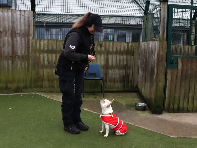 French Bulldog for adoption in Evesham, Worcestershire – 3 years old - Image 2 of 2