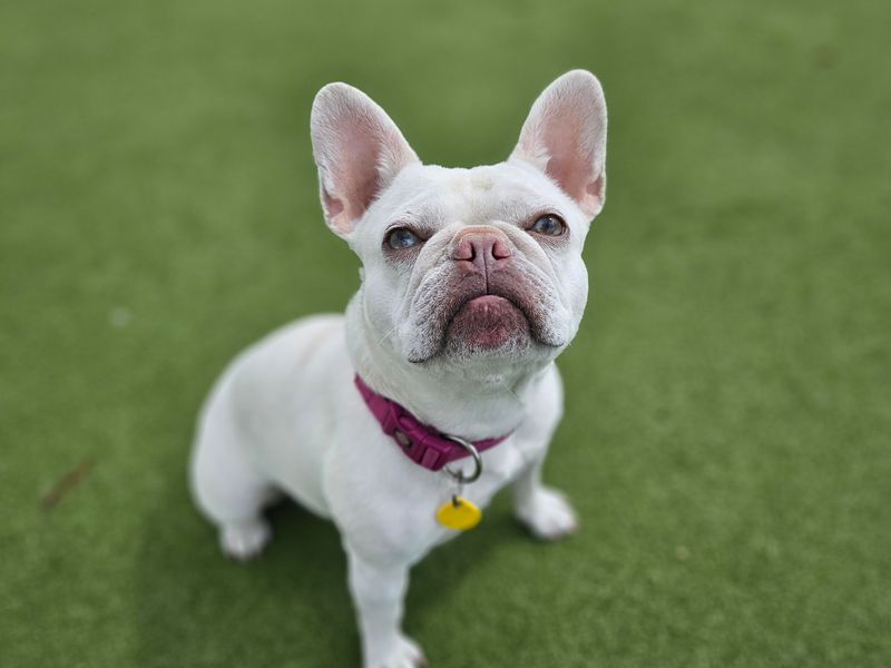 Mistletoe | French Bulldog | Evesham (Worcestershire) - 1