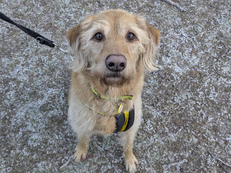 Poodle for adoption in Glasgow, Scotland – 7 years old - Image 2 of 3