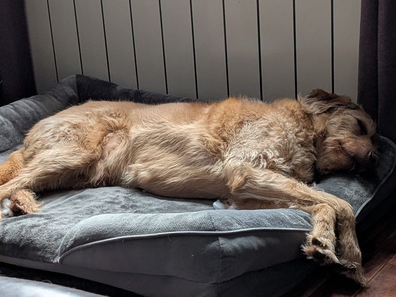 Poodle for adoption in Glasgow, Scotland – 7 years old - Image 3 of 3