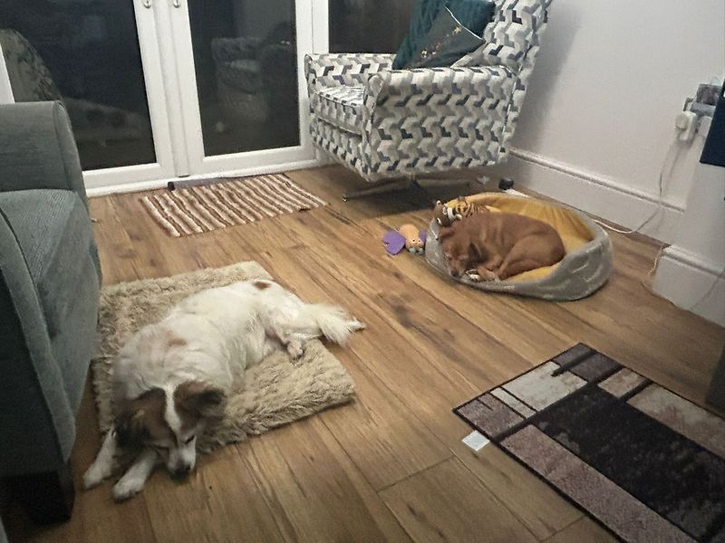 Shadow for sale in Kenilworth, Warks