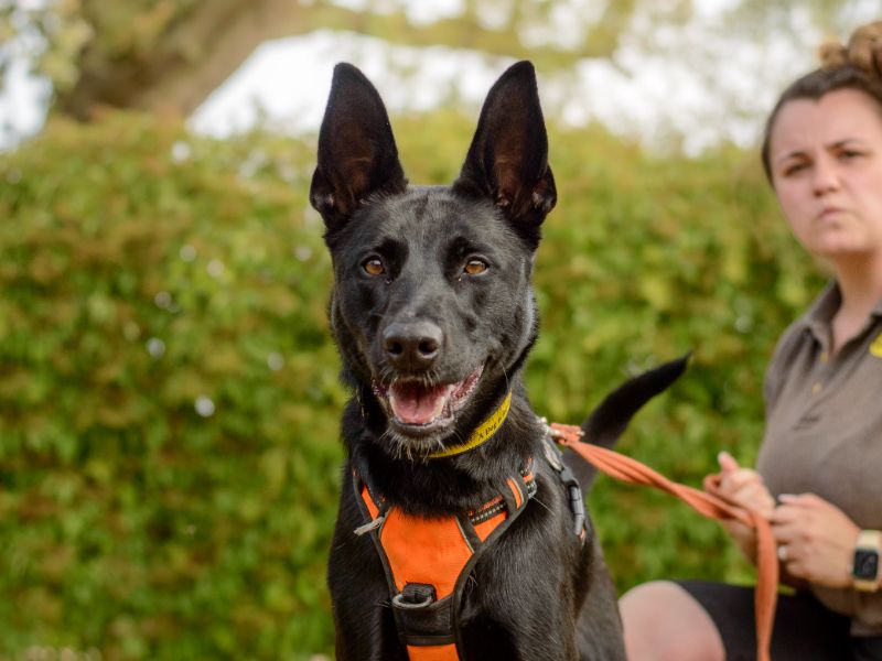 Aphrodite | Belgian Shepherd Dog (Malinois) Cross | Kenilworth (West Midlands) - 4