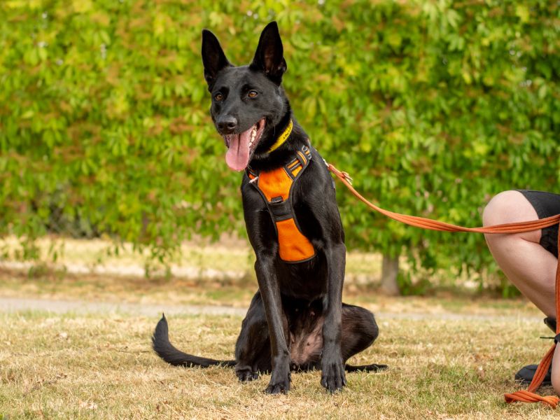 Aphrodite | Belgian Shepherd Dog (Malinois) Cross | Kenilworth (West Midlands) - 5