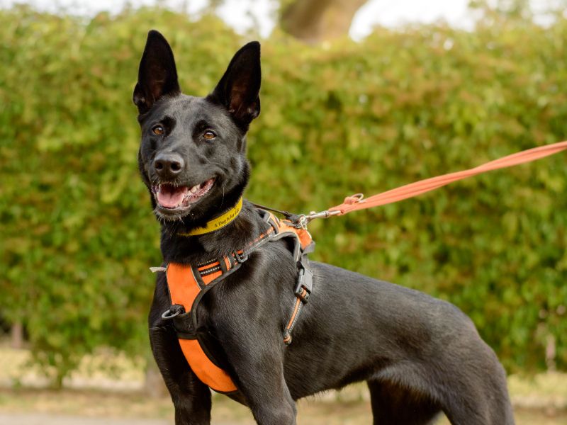 Aphrodite | Belgian Shepherd Dog (Malinois) Cross | Kenilworth (West Midlands) - 1