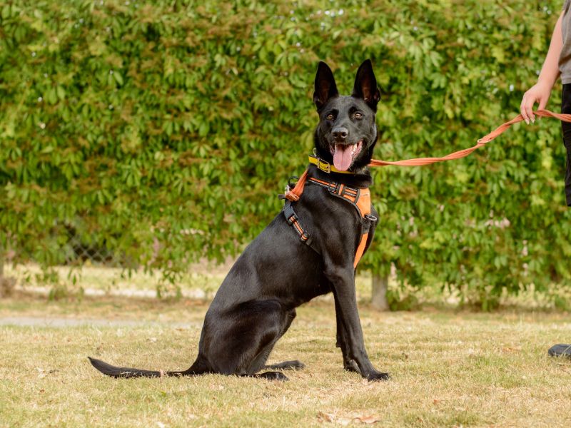 Aphrodite | Belgian Shepherd Dog (Malinois) Cross | Kenilworth (West Midlands) - 2