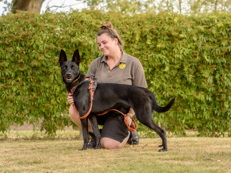 Aphrodite | Belgian Shepherd Dog (Malinois) Cross | Kenilworth (West Midlands) - 3