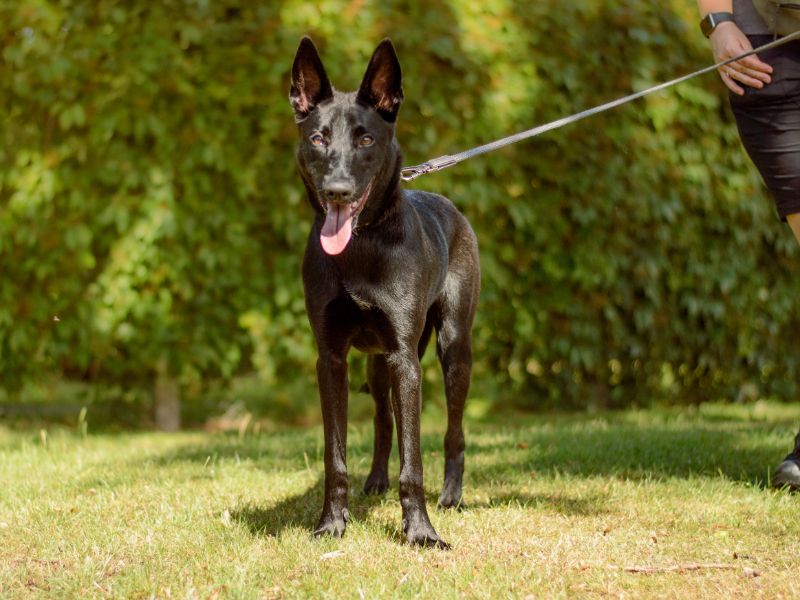 Haze, a 2 years old female Belgian Shepherd available for adoption from Dogs Trust in Kenilworth, Warwickshire