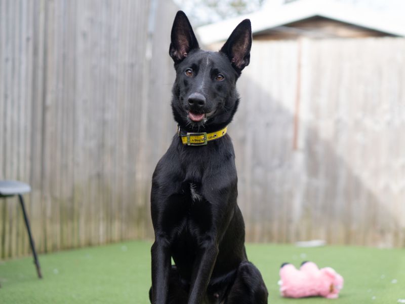 undefined | Belgian Shepherd Dog (Malinois) Cross | undefined - 4