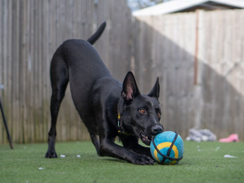 undefined | Belgian Shepherd Dog (Malinois) Cross | undefined - 5