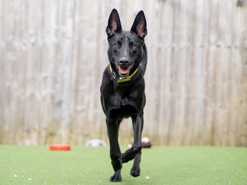 undefined | Belgian Shepherd Dog (Malinois) Cross | undefined - 2