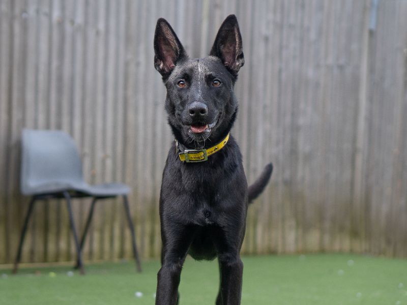 undefined | Belgian Shepherd Dog (Malinois) Cross | undefined - 3