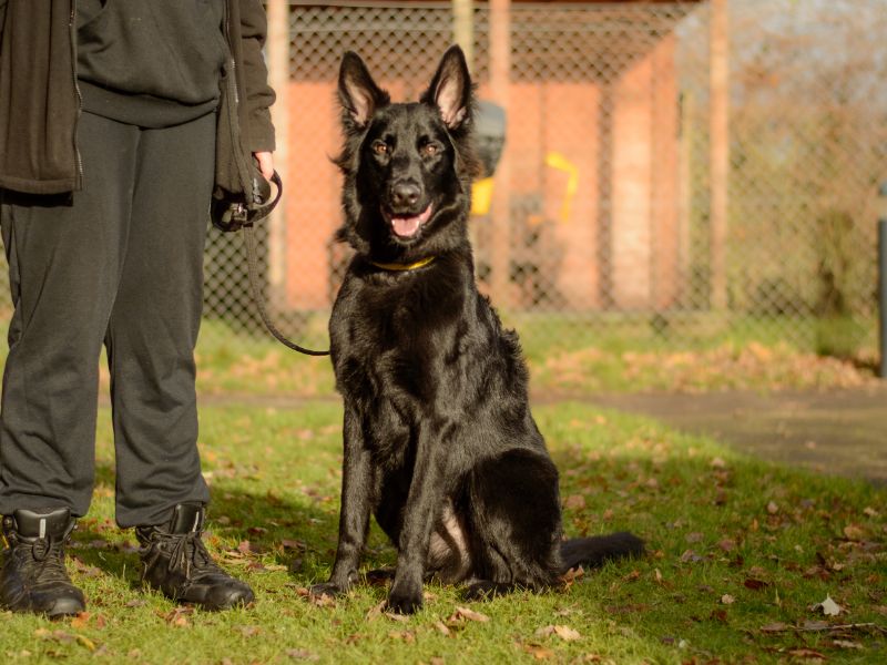 Koda, a 2 years old male Belgian Shepherd available for adoption from Dogs Trust in Kenilworth, Warwickshire