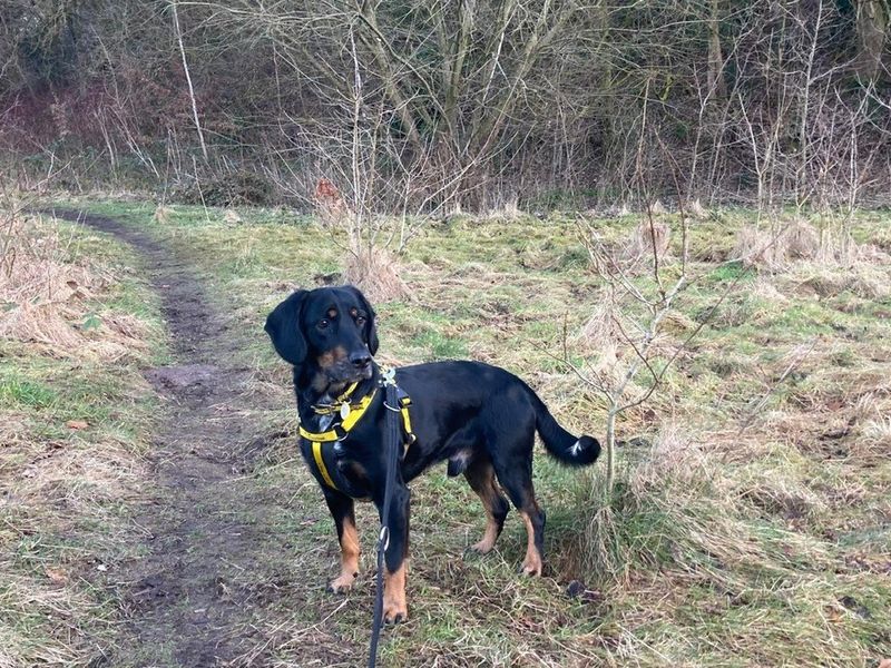 Cocker Spaniel for adoption in Manchester, Greater Manchester – 5 years old - Image 3 of 5