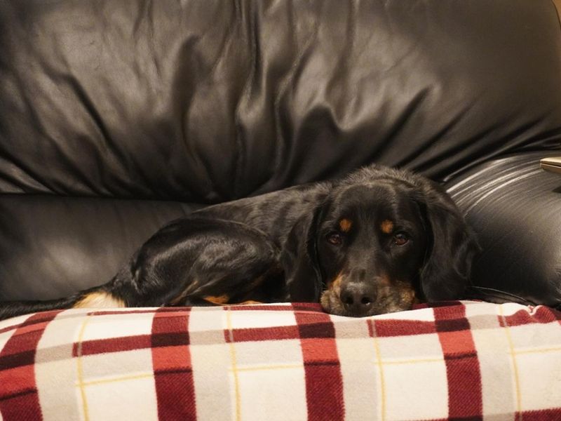 Cocker Spaniel for adoption in Manchester, Greater Manchester – 5 years old - Image 4 of 5