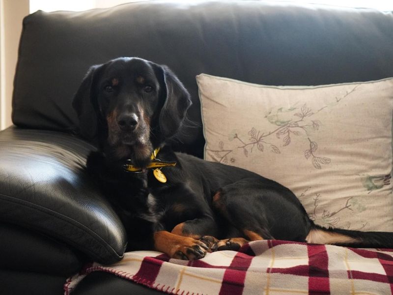 Cocker Spaniel for adoption in Manchester, Greater Manchester – 5 years old - Image 2 of 5