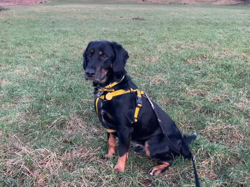 Teddi for sale in Manchester, Greater Manchester