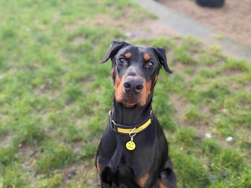 Kenzo | Dobermann | Bridgend (Wales) - 1